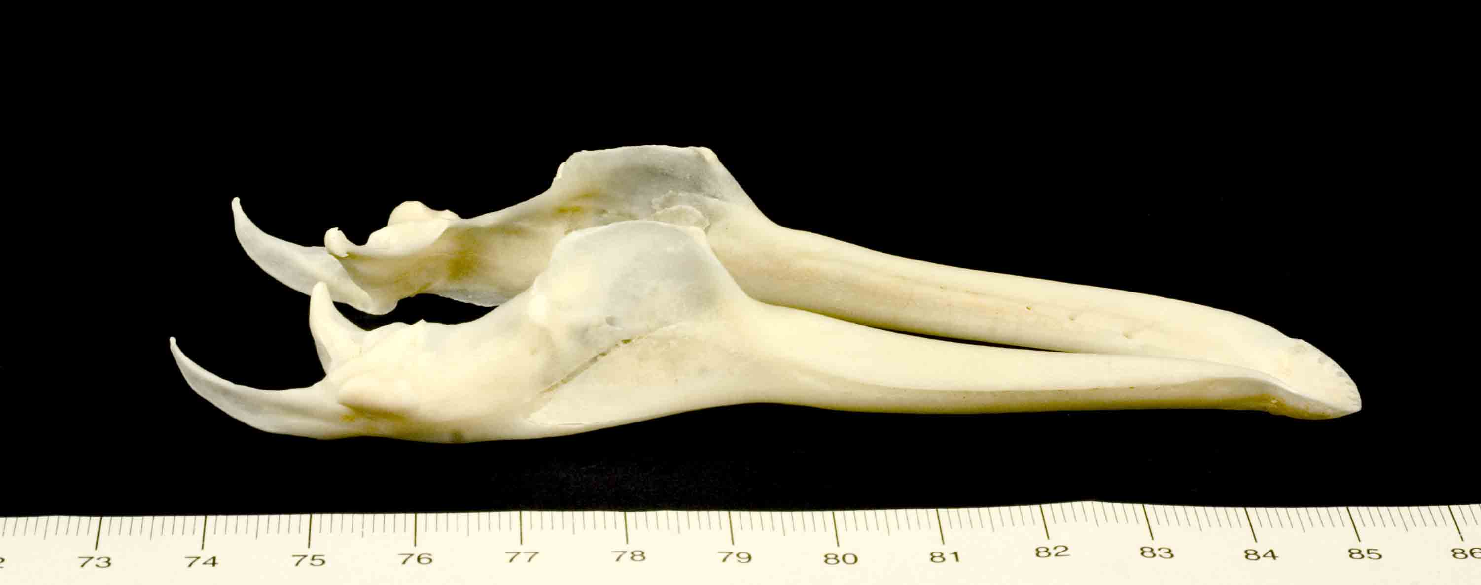 Cranio: Oca domestica